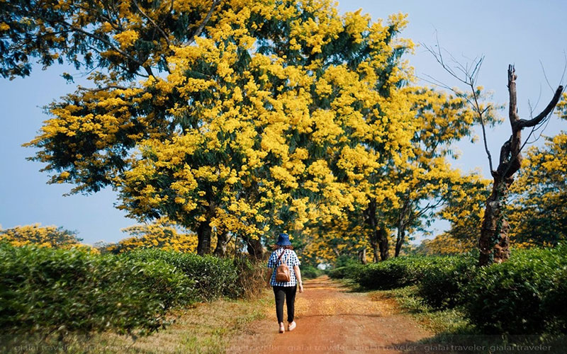 Unique Festival of yellow flowers in Gia Lai