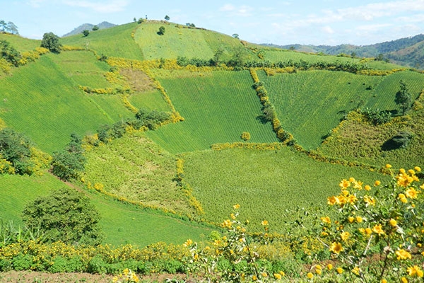 Hoàng Thảo 