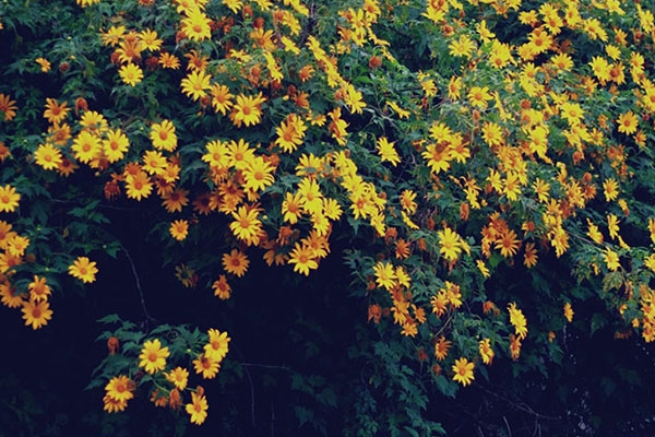 Wildflowers season on crater in Gia Lai
